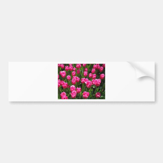 SCHÖNE ROSA TULPEN AUTOAUFKLEBER (Vorne)