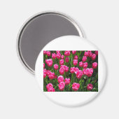 SCHÖNE ROSA TULPEN MAGNET (Vorderseite/Rückseite)