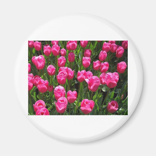 SCHÖNE ROSA TULPEN MAGNET (Vorne)