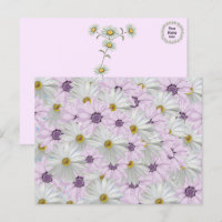 Schöne rosa und weiße Daisy Floral Postcard
