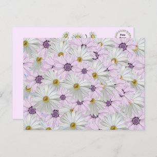 Schöne rosa und weiße Daisy Floral Postcard Postkarte