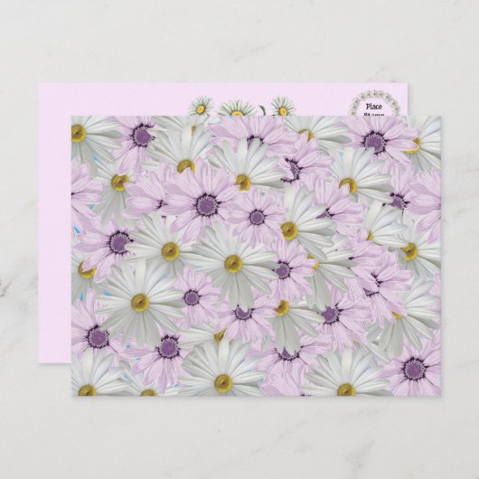 Schöne rosa und weiße Daisy Floral Postcard Postkarte (Vorne/Hinten)