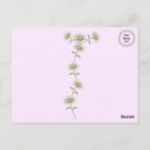 Schöne rosa und weiße Daisy Floral Postcard Postkarte (Rückseite)