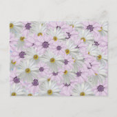 Schöne rosa und weiße Daisy Floral Postcard Postkarte (Vorderseite)