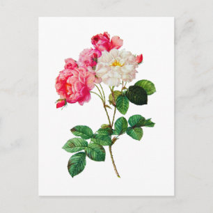 Schöne rosa und weiße Rosen von Redoute Postkarte