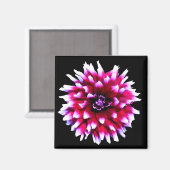 Schöne rosa weiße Dahlie auf schwarzem Backgrund Magnet (Vorderseite/Rückseite)