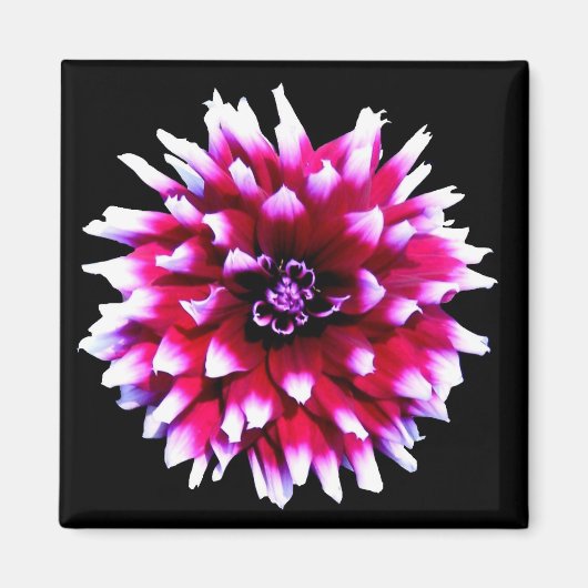 Schöne rosa weiße Dahlie auf schwarzem Backgrund Magnet (Vorne)