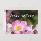 schöne rosa wilde Rose Blume Hochzeit speichern da Ankündigungspostkarte (Vorne/Hinten)