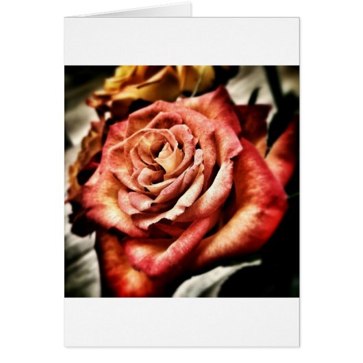 Schöne Rose (Vorne)