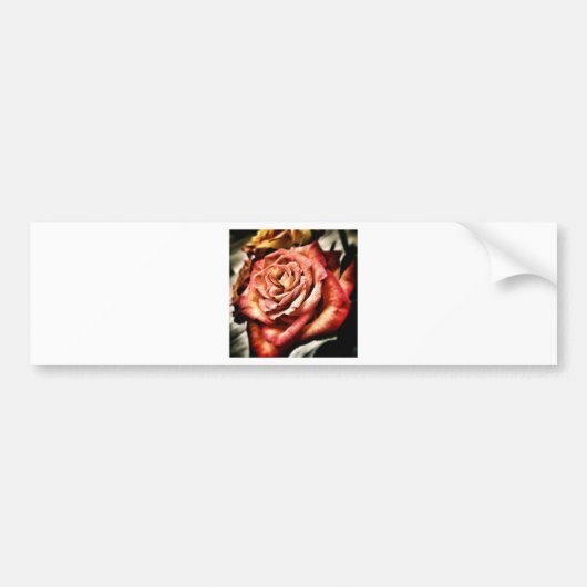 Schöne Rose Autoaufkleber (Vorne)