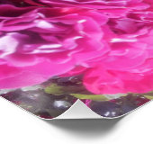 Schöne Rose Blume Poster (Ecke)