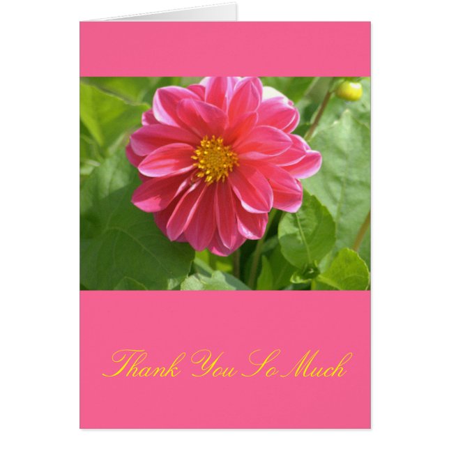 Schöne Rose-farbene Dahlia (Vorne)