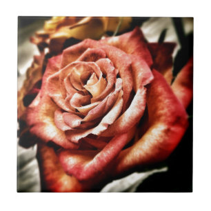 Schöne Rose Fliese