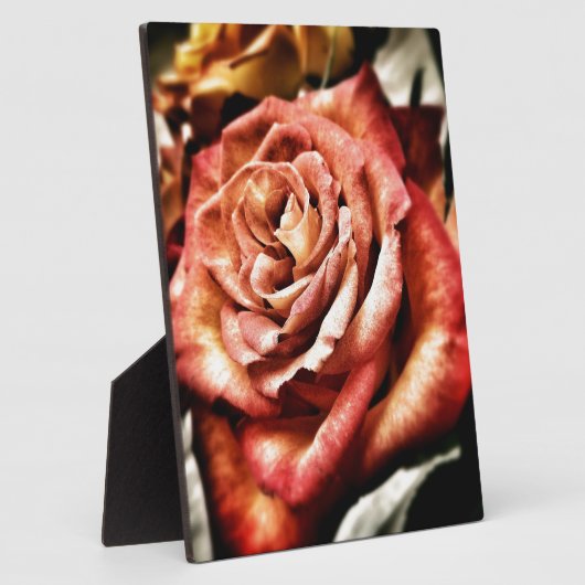 Schöne Rose Fotoplatte (Seite)