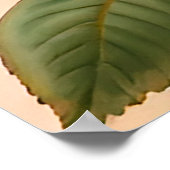 Schöne Rose in Rot, Rosa und Korallen Poster (Ecke)