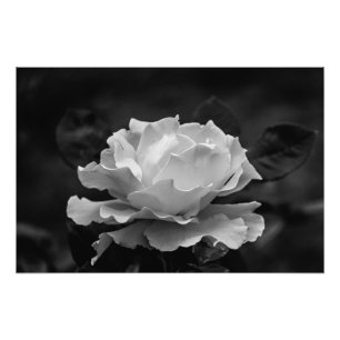 Schöne Rose in Schwarz-Weiß-Blume Fotodruck