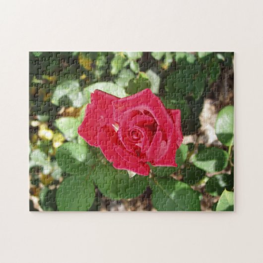 Schöne Rose Jigsaw Puzzle (Horizontal)