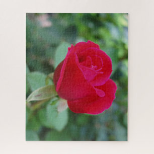 Schöne Rose Jigsaw Puzzle