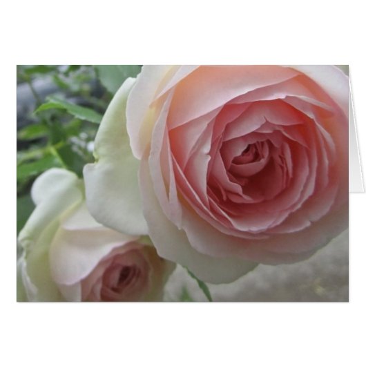 Schöne Rose-Karte mit rosa Pierre de Ronsard (Vorderseite (Horizontal))