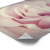 Schöne Rose Lavender Pink Blume Archiv Poster (Ecke)