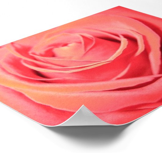 Schöne Rose Leinwand Poster (Ecke)