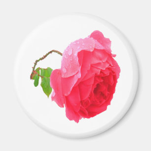 Schöne Rose mit großartigen rosa Farbtönen und Reg Magnet