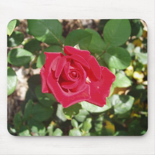 Schöne Rose Mouse Pad Mousepad (Vorne)