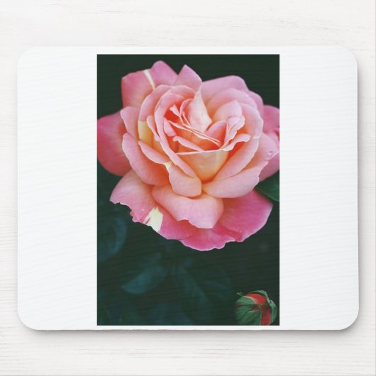 Schöne Rose Mousepad (Vorne)