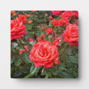 Schöne Rose, Portland, Oregon Fotoplatte