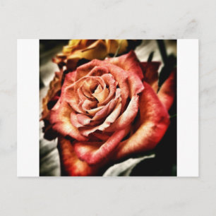 Schöne Rose Postkarte