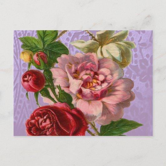 Schöne Rose Postkarte (Vorderseite)