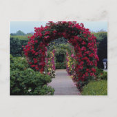 Schöne Rose Postkarte (Vorderseite)