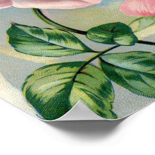 Schöne Rose Rosa 8.5x11 Poster ungerahmt (Ecke)