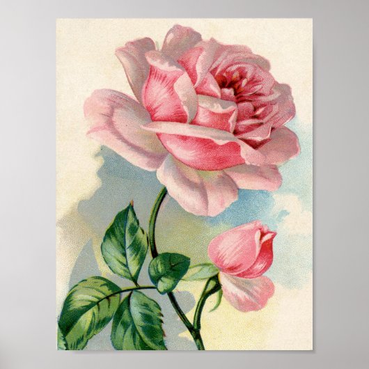 Schöne Rose Rosa 8.5x11 Poster ungerahmt (Vorne)