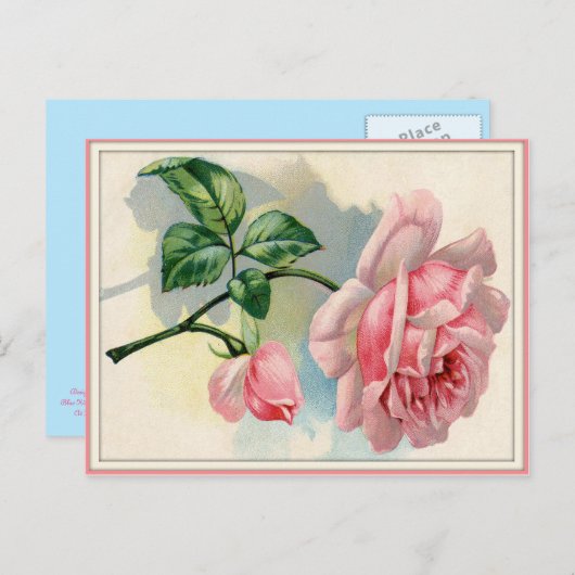 Schöne Rose Rosa, graue Postkarte horizontal (Vorne/Hinten)