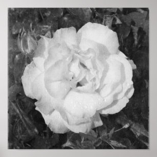 Schöne Rose Schwarz-Weiß-Blume Platz Poster