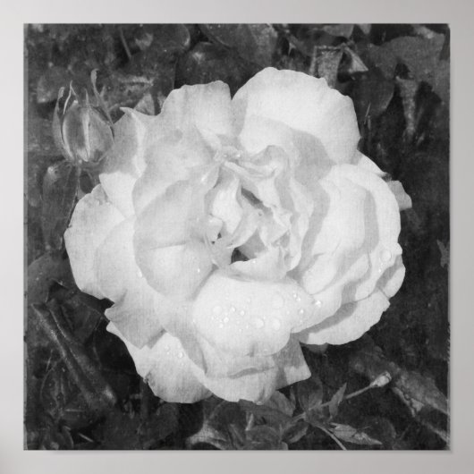 Schöne Rose Schwarz-Weiß-Blume Platz Poster (Vorne)