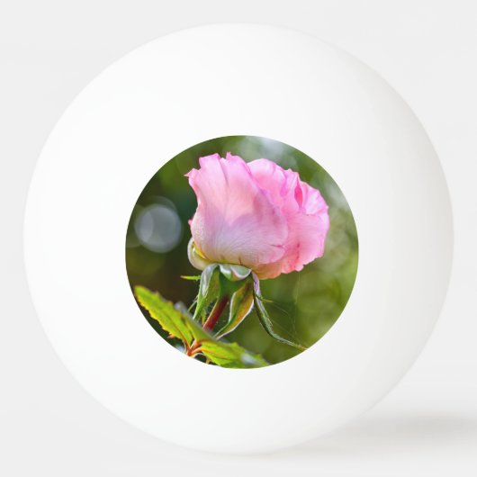 Schöne Rose Tischtennisball (Rückseite)