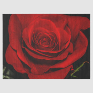 Schöne Rosen-Blumen-BlumenFoto Seidenpapier