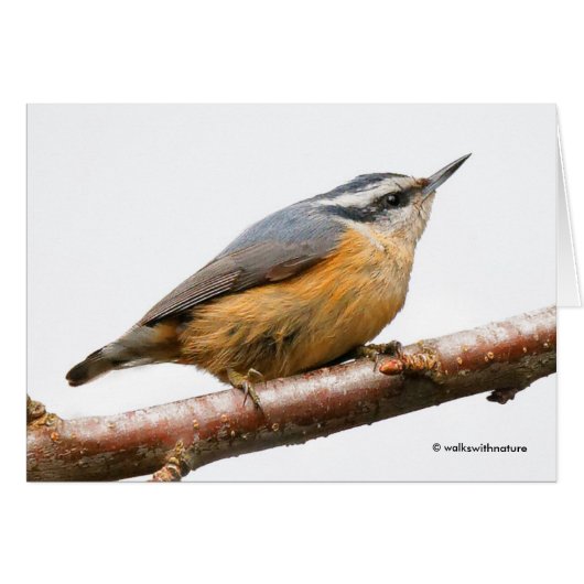 Schöne Rot-Breasted-Nuthatch an einer Zweigstelle (Vorderseite (Horizontal))