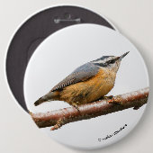 Schöne Rot-Breasted-Nuthatch an einer Zweigstelle Button (Vorne & Hinten)