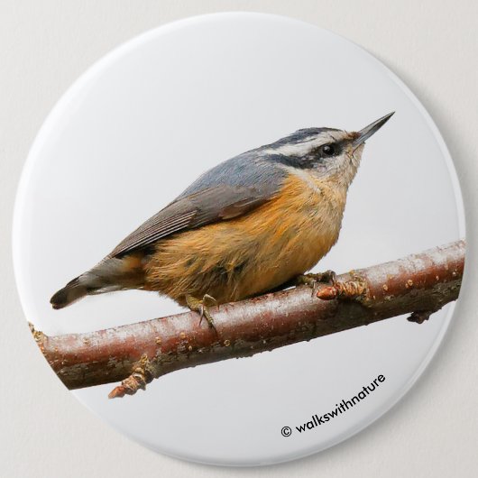 Schöne Rot-Breasted-Nuthatch an einer Zweigstelle Button (Vorderseite)
