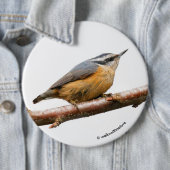 Schöne Rot-Breasted-Nuthatch an einer Zweigstelle Button (Beispiel)