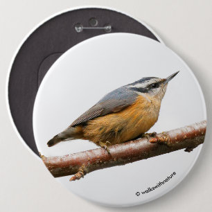 Schöne Rot-Breasted-Nuthatch an einer Zweigstelle Button