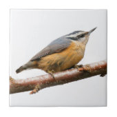 Schöne Rot-Breasted-Nuthatch an einer Zweigstelle Fliese (Vorderseite)