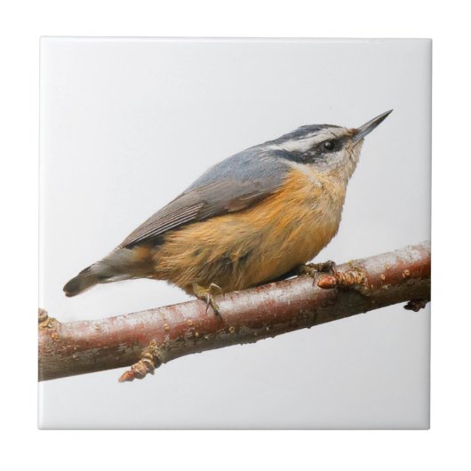 Schöne Rot-Breasted-Nuthatch an einer Zweigstelle Fliese (Vorderseite)