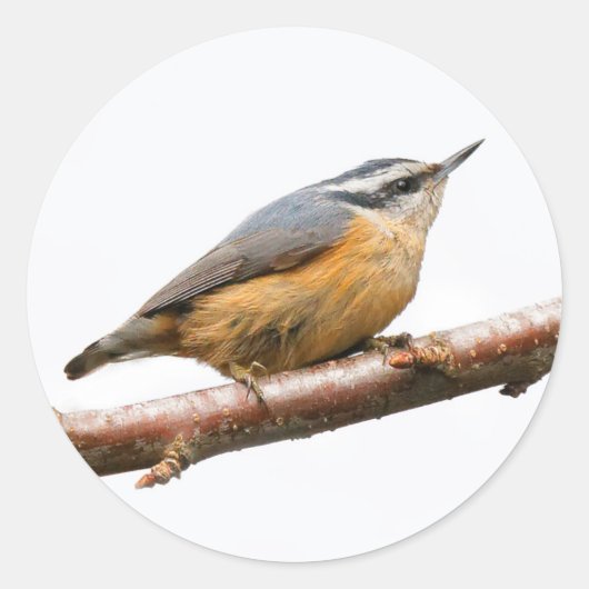 Schöne Rot-Breasted-Nuthatch an einer Zweigstelle Runder Aufkleber (Vorderseite)