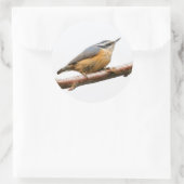 Schöne Rot-Breasted-Nuthatch an einer Zweigstelle Runder Aufkleber (Tasche)
