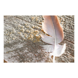 Schöne, rot gefärbte Feder auf Driftwood Fotodruck