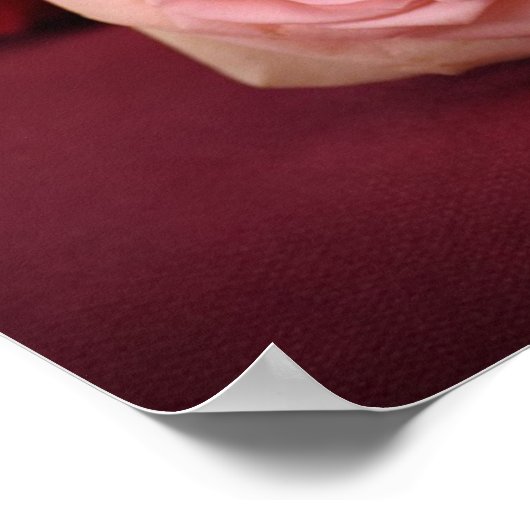 Schöne Rot und Rosa Rosen Poster (Ecke)